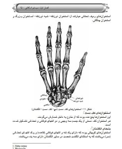 آناتومی انسان-nersipublication.ir-انتشارات نرسی