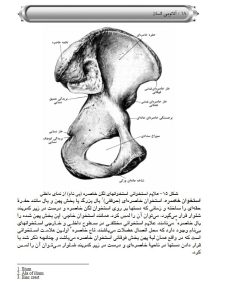 آناتومی انسان-nersipublication.ir-انتشارات ورزشی نرسی